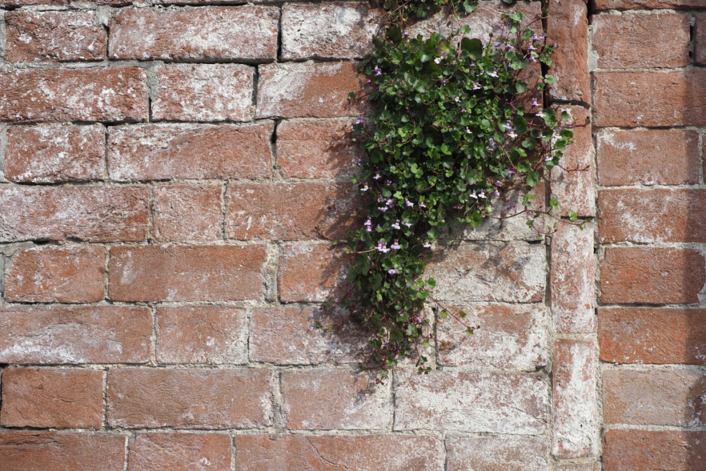 efflorescence on patio | Joint-It Premium Seal