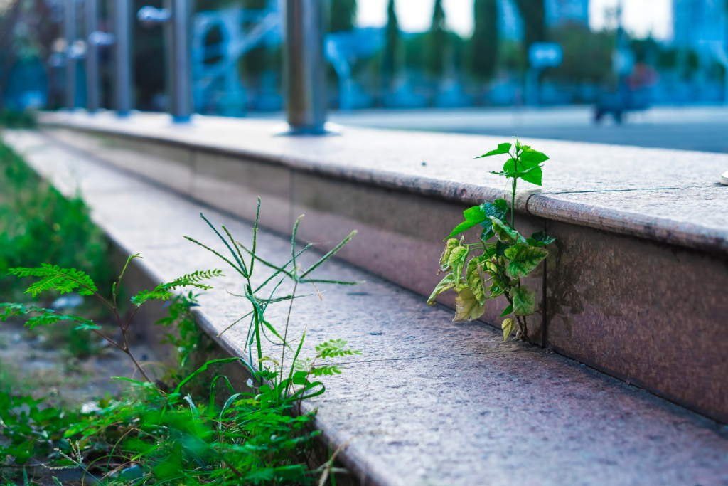 weeds in patio