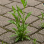 weeds in paving